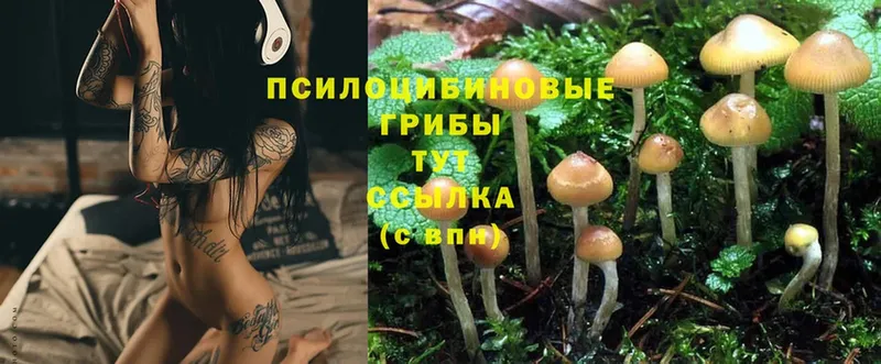 Псилоцибиновые грибы Psilocybe  купить   Ряжск 